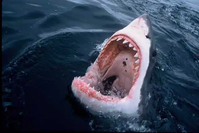 Great White Shark Cage Diving in Gansbaai